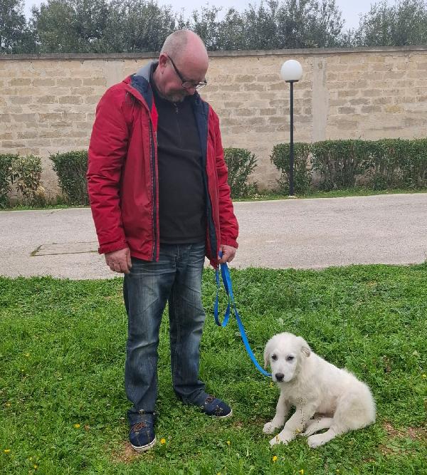 SISMA mix maremmano in adozione Foto 4